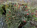 Cladonia macilenta-14.jpg